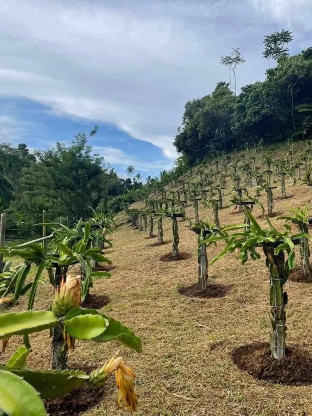 Laguna | Farm for Sale in Laguna